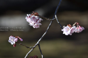 ［6］2016年の桜は早い！？