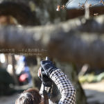 ［6］寒桜とカメラ女子