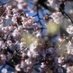 ［6］新宿御苑で寒桜と蝋梅が見頃