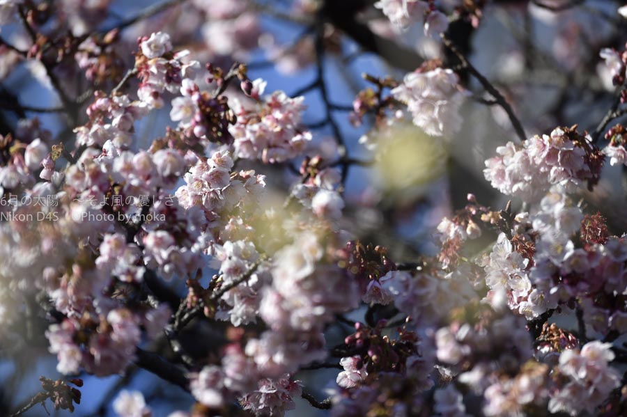 ［6］新宿御苑で寒桜と蝋梅が見頃