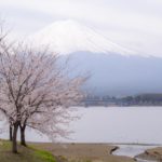 ［6］2016年に撮りたい桜の写真