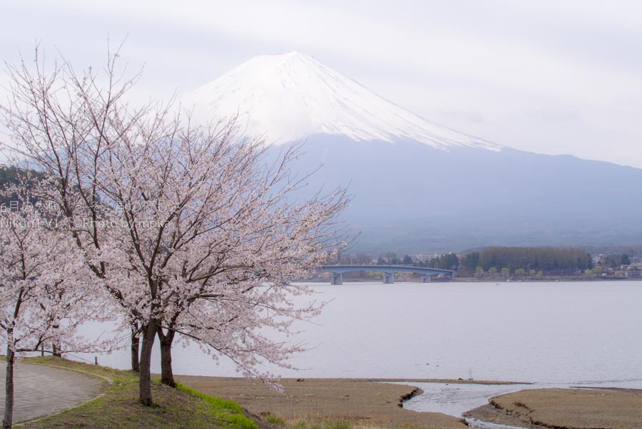 ［6］2016年に撮りたい桜の写真
