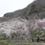 ［6］満開の湯河原梅林はまるで「梅の絨毯」のよう