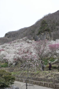 ［6］満開の湯河原梅林はまるで「梅の絨毯」のよう