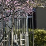 ［6］満開近くまで咲き始めている梅の花