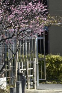 ［6］満開近くまで咲き始めている梅の花