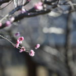 ［6］AF-S NIKKOR 200-500mm f/5.6E ED VRの試し撮り！！