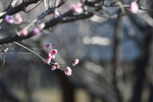 ［6］AF-S NIKKOR 200-500mm f/5.6E ED VRの試し撮り！！