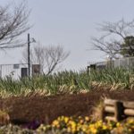 ［6］足立区都市農業公園で新レンズの試し撮り