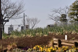 ［6］足立区都市農業公園で新レンズの試し撮り