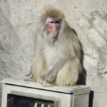 ［6］完全リラックスモードの上野動物園のニホンザル