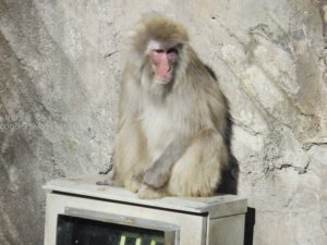 ［6］完全リラックスモードの上野動物園のニホンザル