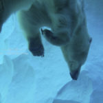 ［6］上野動物園は絶対シロクマがオススメ！