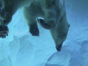 ［6］上野動物園は絶対シロクマがオススメ！