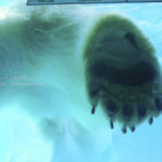 ［6］シロクマの大きな足　〜上野動物園〜