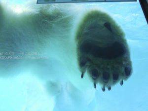 ［6］シロクマの大きな足　〜上野動物園〜