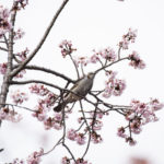 ［6］新宿御苑のヒヨドリ