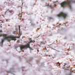 ［6］新宿御苑の寒桜でお花見