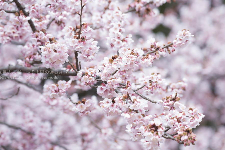 ［6］新宿御苑の寒桜でお花見
