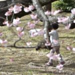 [6]桜の樹の下で遊ぶ少女