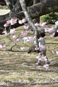 [6]桜の樹の下で遊ぶ少女