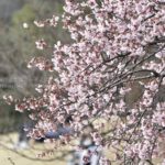 ［6］梅から始まる、春の花見ロード