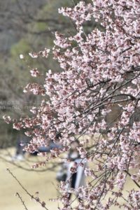 ［6］梅から始まる、春の花見ロード