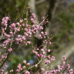 ［6］熱海梅園は２月中旬が見頃！