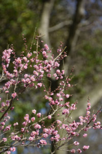 ［6］熱海梅園は２月中旬が見頃！