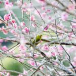［6］熱海梅園の梅の花とメジロ