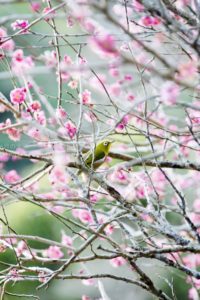 ［6］熱海梅園の梅の花とメジロ