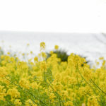 ［6］伊豆四季の花公園で春に触れる