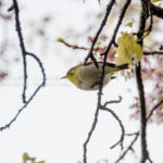 ［6］寒桜で遊ぶメジロの姿！