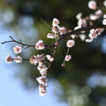 ［6］小石川後楽園の梅が見頃です！