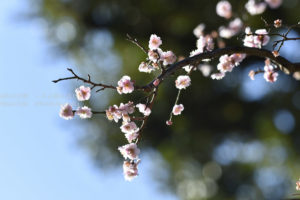 ［6］小石川後楽園の梅が見頃です！