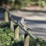 ［6］日常で良く見かける野鳥の姿