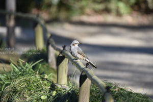 ［6］日常で良く見かける野鳥の姿