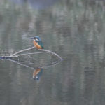 ［6］小石川後楽園でカワセミに遭遇！！