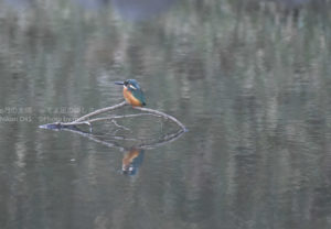 ［6］小石川後楽園でカワセミに遭遇！！