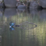 ［6］カワセミの水中ダイブ！！