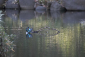 ［6］カワセミの水中ダイブ！！