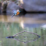 ［6］カワセミの舞 ♪