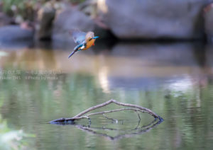 ［6］カワセミの舞 ♪