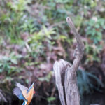 ［6］カワセミは超優秀なハンター