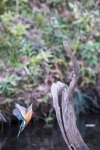 ［6］カワセミは超優秀なハンター
