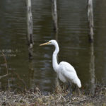 ［6］真っ白なチュウサギの姿が美しい