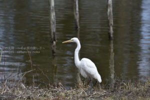 ［6］真っ白なチュウサギの姿が美しい