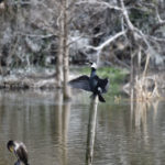 ［6］野鳥撮影でAF-S NIKKOR 200-500mm f/5.6E ED VRをテスト