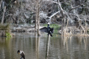 ［6］野鳥撮影でAF-S NIKKOR 200-500mm f/5.6E ED VRをテスト
