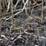［6］野鳥修行、始めました！！